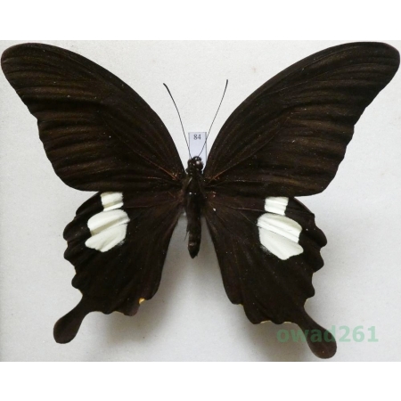 Papilio sataspes Felder & Felder, 1864 Indonesia, Sulawesi 106mm84